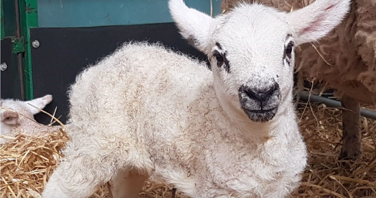 Lambing Live at February Half Term